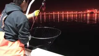 promar hoop net by focuzstudio