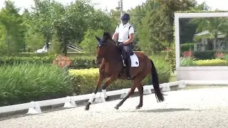 Spartikus ISF - Developing Dressage Horse at Iron Spring Farm - Wellington, FL