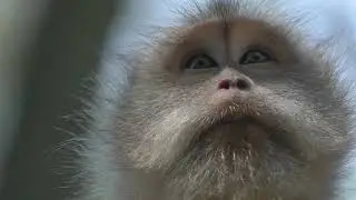 Monkey video ll free use ll No Copyright video