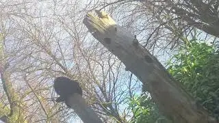 video I took at Chester zoo of the Colombian spider monkeys