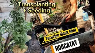 Peruvian Black Mint 