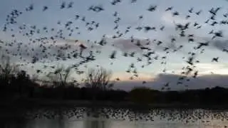 Thousands of Canadian Geese - Flying Away and Sounds