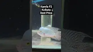 F2 Kamfa Sell #kamfa #gallifstreetpetmarket #flowerhorn