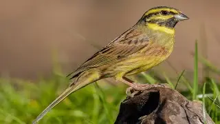 Reclamo de ESCRIBANO SOTE&Ntilde;O Emberiza cirlus #83