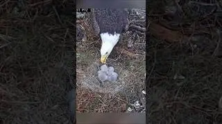 Big eaglet bonk small eaglet during breakfast time #annaii #birds #nest #louisii #e1o4 #e1o5 #eagle