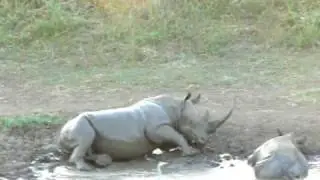 Rhino Mud Bath
