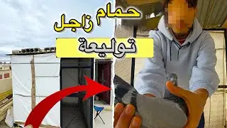 توليعة فراخ الزاجل :جبت جوج فراخ الزاجل ماشالله 🕊️😍