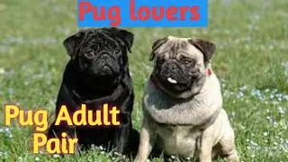 Good news for Pug lovers | pug breeding pair available | sj pets club