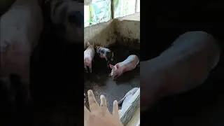 alagang pigrolac feeds 🐖🐖🐖