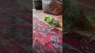 Атака демонической птицы 😆 #шорты