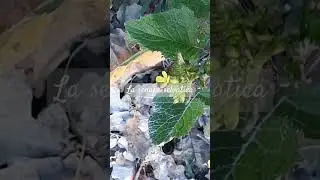 La senape selvatica, erba benefica!| #senape #prato #diteloconifiori