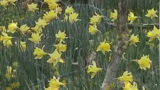 Daffodil Meadow.dv