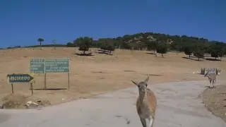 Visita al Safari de Madrid en coche