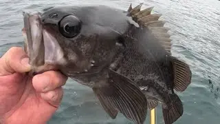 Cold Alaska jet ski fishing for king salmon.  Snowing and 39 degrees.  Making black bass ceviche!