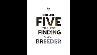 5 Tips On How To Find a Legit French Bulldog Breeder