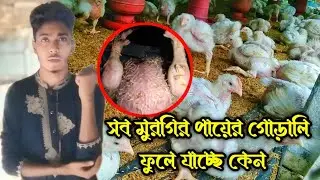 হঠাৎ বয়লার মুরগির পায়ের গোড়ালি ফুলে যাচ্ছে || সব মুরগি অসুস্থ হয়ে পড়ছে কিছু বুঝতে পারছি না ||