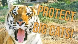 Help Save BIG CATS!