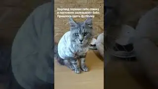 Норик в футболке,  #cat #mainecoon #funnycats