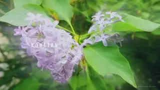 KONSTANTER x Рябиновое Сияние - Течение времени (Eternal Flow Of Time). Ural ambient music