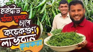 হাইব্রীড মরিচ চাষে কয়েকগুণ লাভবান হচ্ছে কৃষকরা | মরিচ চাষ পদ্ধতি A to Z | morich chas poddhoti