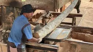 Coconut Tree Sawing Technique 5x7 Without Defects