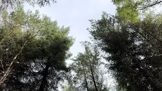 Exploring Darwin Forest