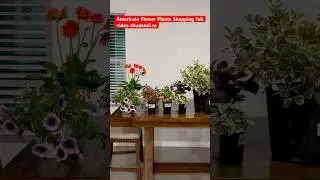 Full Video Chudaadi || Flower Ppants Shopping  || USA Telugu YT shorts