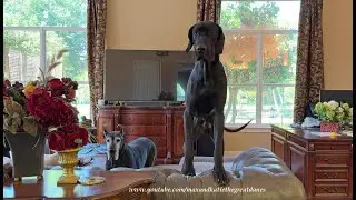 Reacquainting The Great Dane 6 Pack After A Food Fight Is A Slow Successful Process