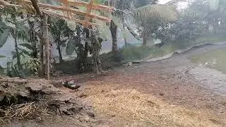 চিনা হাঁস পালন পদ্ধতি#চিনাহাঁসেরখামার #চিনা_হাঁস #চিনা 