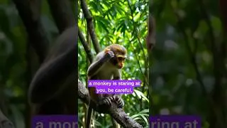 Monkeys Have Face Recognition?! 🐒😂 | Crazy Animal Facts #shorts