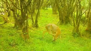 Majestic Roe Deer Buck Roams the Isle of Skye 🦌 | Trail Cam Footage