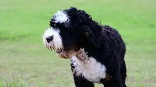 Bohdi