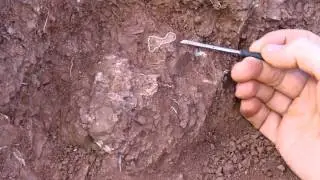 World's oldest dinosaur embryo bonebed yields organic remains--University of Toronto Mississauga