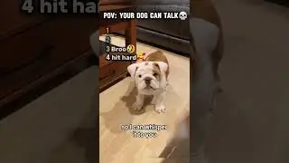 Pov:Your Dog Can Talk#dogshorts#dogvideos#viralvideo#viralshorts