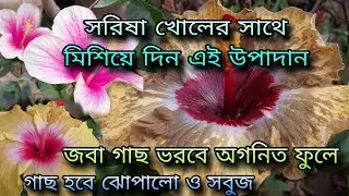 সরিষা খোলের সাথে মিশিয়ে দিন এই উপাদান / জবা গাছ ভরবে অগনিত ফুলে / গাছ হবে ঝোপালো ও সবুজ 