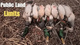 We Limited Out BOTH Days Duck Hunting Missouri Public Land