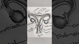 Female Reproductive System Drawing | Labeled Biology Diagram for Students