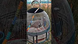 teetr ki awaz and beauti #birds #teeter #birdsounds #blackfrancolin #birdslover #kalateter