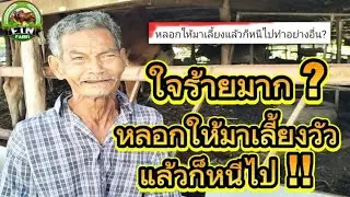 หลอกให้มาเลี้ยงวัวแล้วก็หนีไป !! ใจร้ายมาก ? อาชีพเกษตรกรที่ไม่เคยหยุดนิ่ง