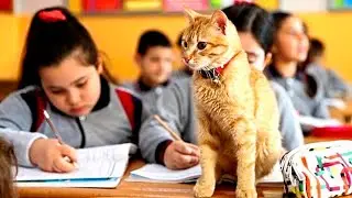 Бродячий кот приходил на урок математики. Позже его история облетела весь МИР!