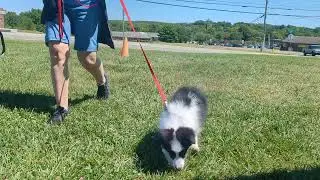Puppy Socialization and training