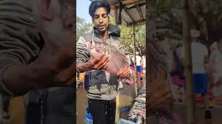 8.kg ka katla machali #short
