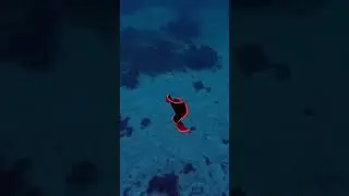 The mesmerizing Spanish Dancer (Hexabranchus sanguineus) is a species of nudibranch, aka sea slug