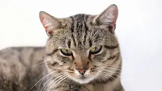 Should I Adopt an Adult Cat?