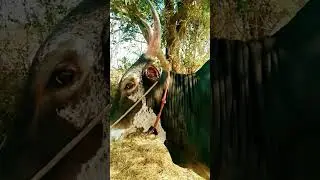 #standing style of killer bull#🥰❤️💥🔥
