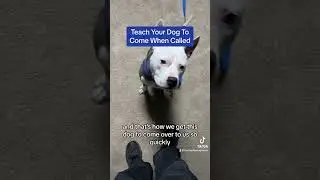 Teach Your DEAF Dog To Come When Called