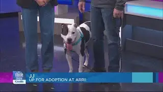 Dogtopia helping pets find their forever home