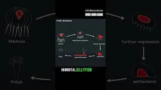 Hewan yang hidupnya abadi - Infobioscience