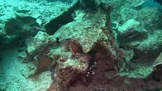 Juvenile Harlequin Sweetlips