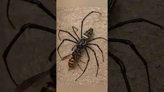 Spider vs. Wasp: Epic Showdown!